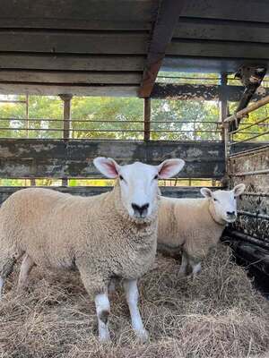 Paraguay celebra primera exportación de ovinos Texel a Uruguay
