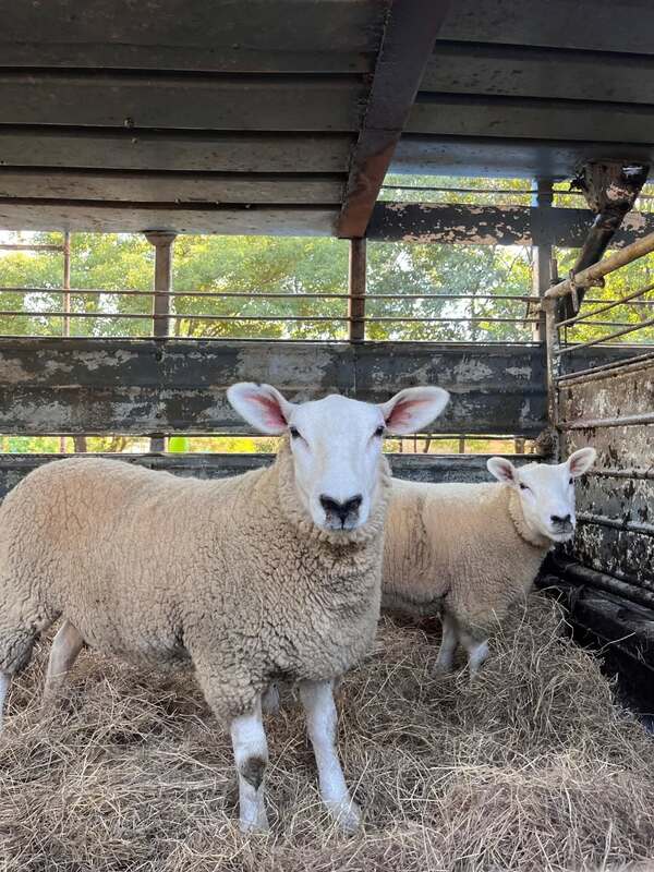 Paraguay celebra primera exportación de ovinos Texel a Uruguay
