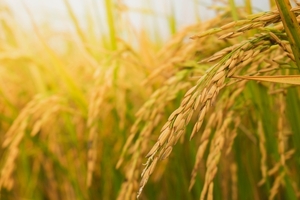 Cultivo de arroz se expande y suma 78.000 hectáreas más