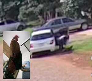 (VIDEO) ¡Robaron un gallo que era mascota: ¡Casi casi se convirtió en caldito!
