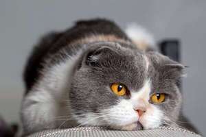 Comportamientos que indican que tu gato podría estar deprimido - Mascotas - ABC Color