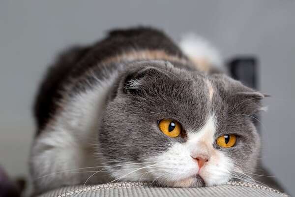 Comportamientos que indican que tu gato podría estar deprimido - Mascotas - ABC Color