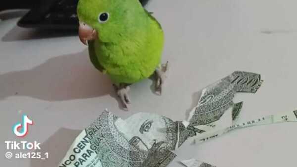 ¡Cotorrita destruyó el G. 100 mil de su dueño y se hizo viral!