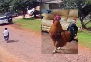 ¡Imperdonable! ¡Mujer robó y mató gallo que era la mascota anga de una familia!