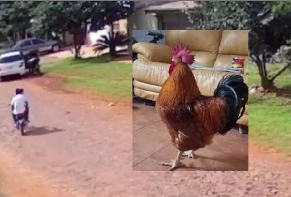 ¡Imperdonable! ¡Mujer robó y mató gallo que era la mascota anga de una familia!