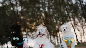 Patitas y corazón: El desfile del Día del Perro que celebra a las mascotas como verdaderas estrellas