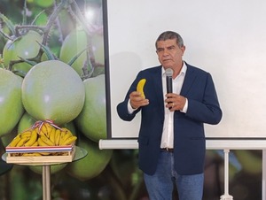 Producción de banana: proyectan exportar por USD 31 millones