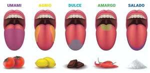 Cuidado e higiene del sentido del gusto - Educación para la Salud Segundo Ciclo - ABC Color