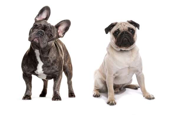Bulldog Francés o Pug: cuál es mejor para vos y por qué - Mascotas - ABC Color