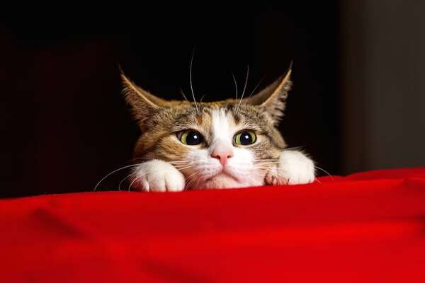 ¿Por qué tu gato te despierta de madrugada y cómo evitarlo sin estrés? - Mascotas - ABC Color