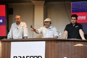 Se vendieron 26 packs de embriones Braford a Gs. 31,6 millones de promedio