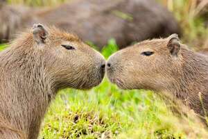 ¿Por qué tener un carpincho como mascota está mal?   - Ciencia - ABC Color