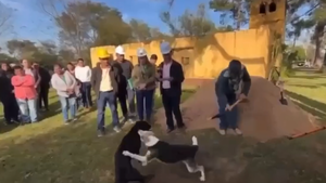 Video: Pelea de perros se roba la atención en jocosa palada inicial