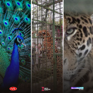Descubriendo el Mini Zoológico Juan XXIII: Un Tesoro en el Corazón de Encarnación - «TVS DIGITAL»