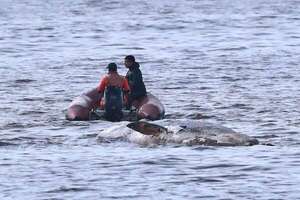 Una segunda ballena muerta aparece en la costa de Buenos Aires en menos de una semana - Mundo - ABC Color