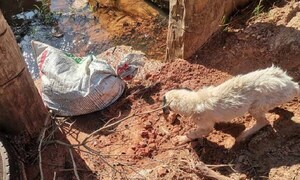 Arrojan a un arroyo a dos perros dentro de una bolsa sellada y estudiantes los rescatan – Prensa 5