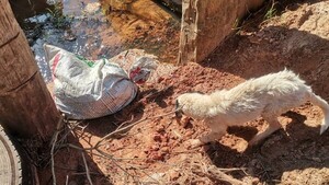 Arrojan a un arroyo a dos perros dentro de una bolsa sellada y estudiantes los rescatan