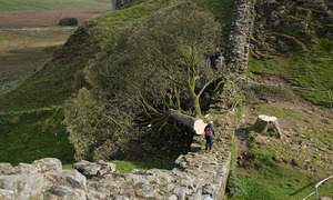 Podaron la historia: prisión para los que talaron el árbol más famoso de Inglaterra - OviedoPress