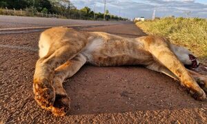Atropellan y matan a puma en Hernandarias
