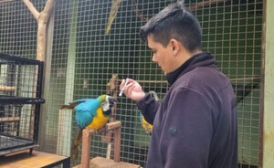 Entrenan a guacamayos para su traslado al Centro Ambiental
