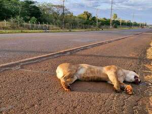 Un puma muere arrollado sobre la ruta PY 07, en Alto Paraná - ABC en el Este - ABC Color