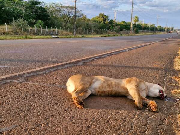 Un puma muere arrollado sobre la ruta PY 07, en Alto Paraná - ABC en el Este - ABC Color