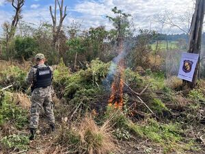DESTRUYEN 10 HECTÁREAS DE MARIHUANA EN MAYOR OTAÑO 