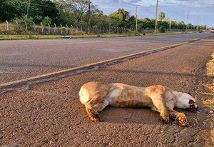 Lamentan atropellamiento de un puma sobre la ruta PY07 frente a Reserva Tatí Yupí | DIARIO PRIMERA PLANA