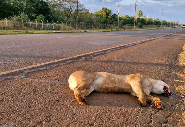 Lamentan atropellamiento de un puma sobre la ruta PY07 frente a Reserva Tatí Yupí | DIARIO PRIMERA PLANA