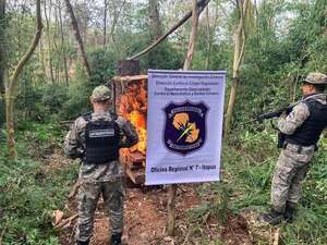 Hallan diez hectáreas de cultivo de marihuana en Mayor Otaño - Policiales - ABC Color