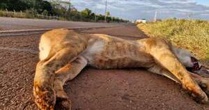 La Nación / Un puma murió tras ser atropellado frente a la reserva Tati Yupi, según Itaipú