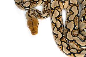 Día Mundial de la Serpiente: especies asombrosas y por qué protegerlas es clave - Ciencia - ABC Color