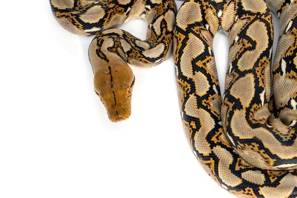 Día Mundial de la Serpiente: especies asombrosas y por qué protegerlas es clave - Ciencia - ABC Color