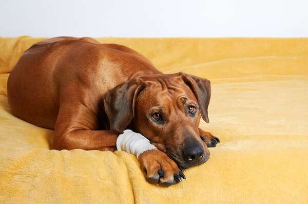 Cómo actuar ante heridas y hemorragias en perros y gatos: guía rápida para detener el sangrado - Mascotas - ABC Color