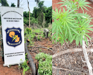 Antidrogas destruyen 5 hectáreas de plantación de marihuana en Itakyry - La Clave