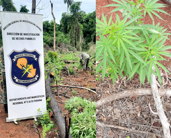 Antidrogas destruyen 5 hectáreas de plantación de marihuana en Itakyry - La Clave
