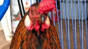 Robaron a Polly, un gallo mascota de 10 años, y le mataron en 20 minutos