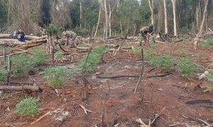Hallan plantación de marihuana en Chino Cué