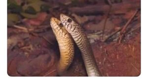 Hoy es el Día Internacional de la Serpiente: ¿Ya saludaste a tu mbói favorito?