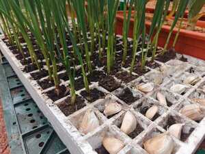 Cada productor de ajo podría generar G. 35 millones con ayuda del MAG - .::Agencia IP::.