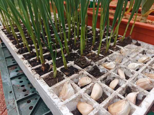 Cada productor de ajo podría generar G. 35 millones con ayuda del MAG - .::Agencia IP::.