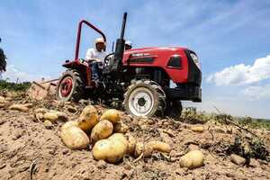 Más de 2.800 productores impulsan el cultivo de papa para abastecer el mercado nacional y reducir importaciones • PARAGUAY TV