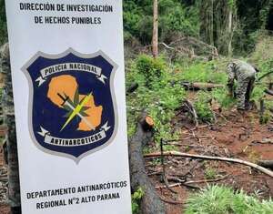 Erradican cinco hectáreas de marihuana en Itakyry tras meses de inacción  - ABC en el Este - ABC Color