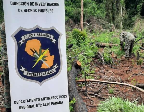 Erradican cinco hectáreas de marihuana en Itakyry tras meses de inacción  - ABC en el Este - ABC Color