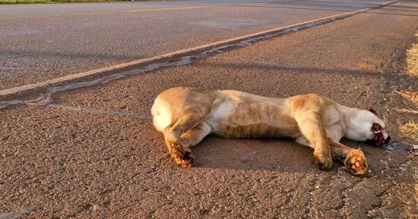 Diario HOY | Ejemplar de puma muere arrollado cerca de la Reserva Tatí Yupí