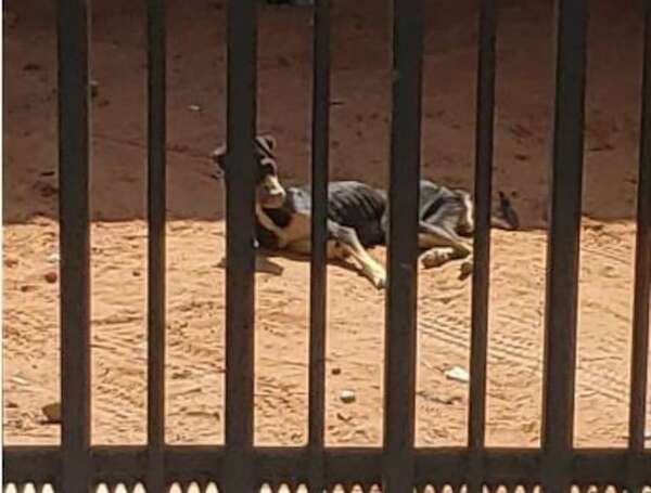 “Animaleros” piden la destitución de Héctor Rubin de la Dirección Nacional de Defensa Animal - Nacionales - ABC Color