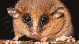 Perú descubre una nueva especie de marsupial altoandino: la marmosa chachapoya - Mundo - ABC Color