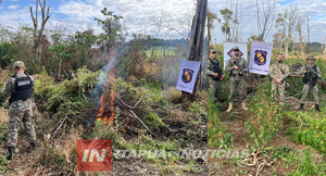 DETECCIÓN DE PLANTACIÓN DE MARIHUANA SE HIZO MEDIANTE UN TRABAJO DE INTELIGENCIA