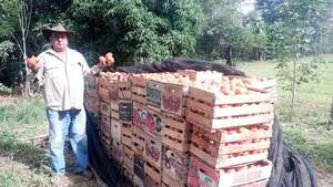Productores de tomate de Central exigen mejores precios en finca y califican de fracaso el programa Hambre Cero - Nacionales - ABC Color