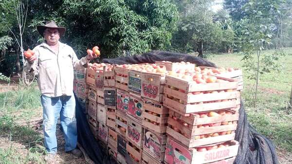 Productores de tomate de Central exigen mejores precios en finca y califican de fracaso el programa Hambre Cero - Nacionales - ABC Color